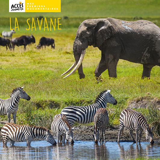 Couverture du livre photo La savane de la collection Mes premiers documentaires d'ACCÈS Jeunesse illustrée par des zèbres, un éléphant et des gnous.